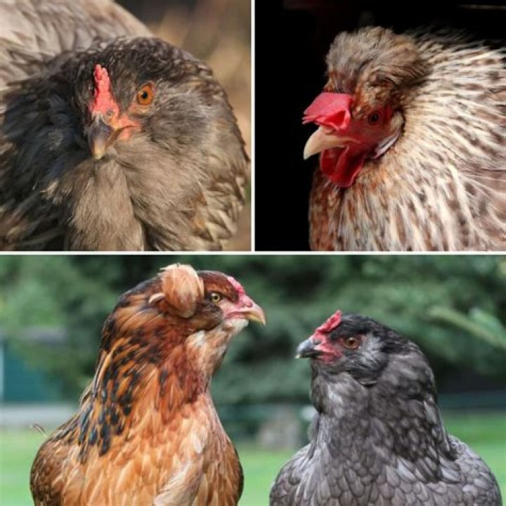 Are Araucana hens good layers?
