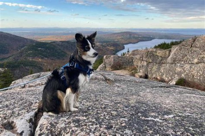 Are dogs allowed in St Edwards State Park?
