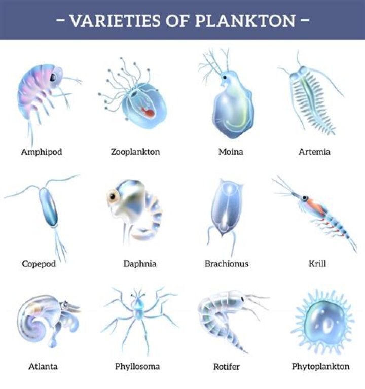 Are phytoplankton keystone species?