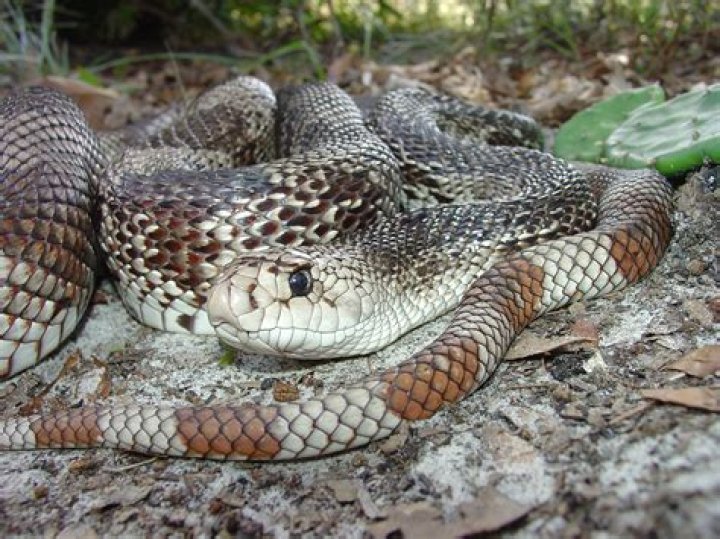 Are pine snakes venomous?