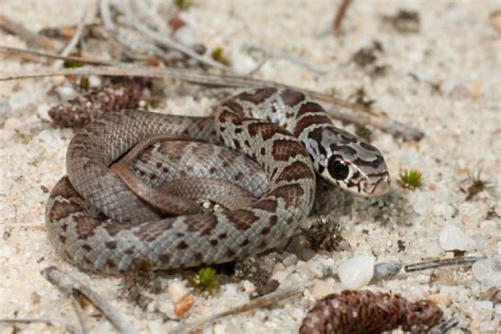 Are snakes bad in Orlando?