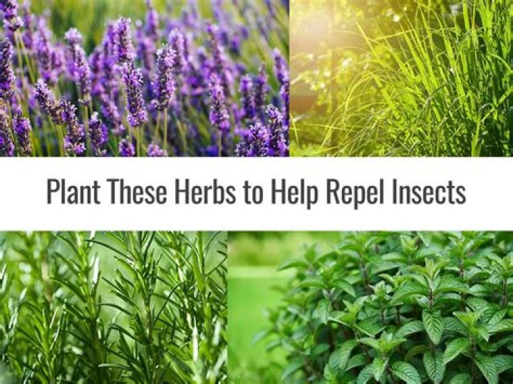Are there plants that repel pests?