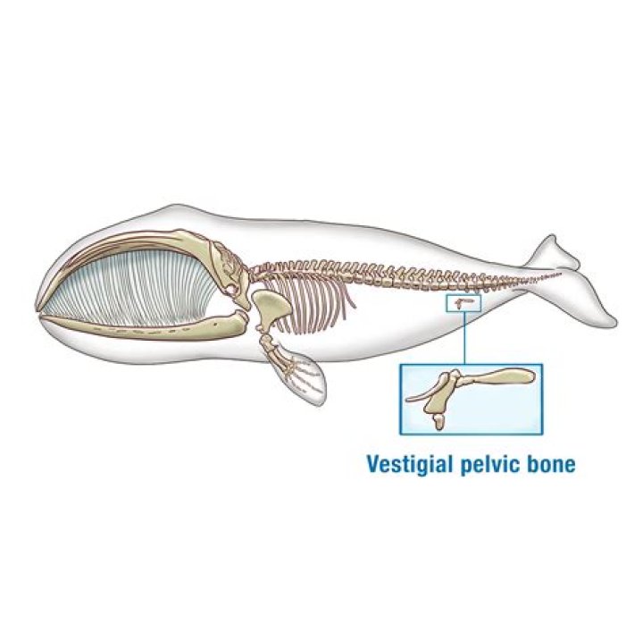 Can a vestigial tail move?