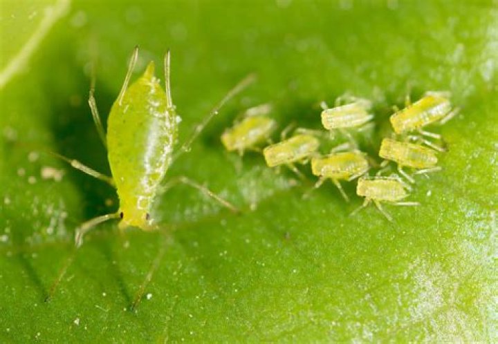 Can aphids damage a tree?