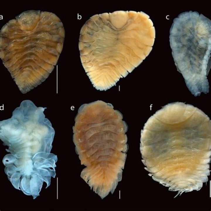 Can bopyrid isopod infect humans?