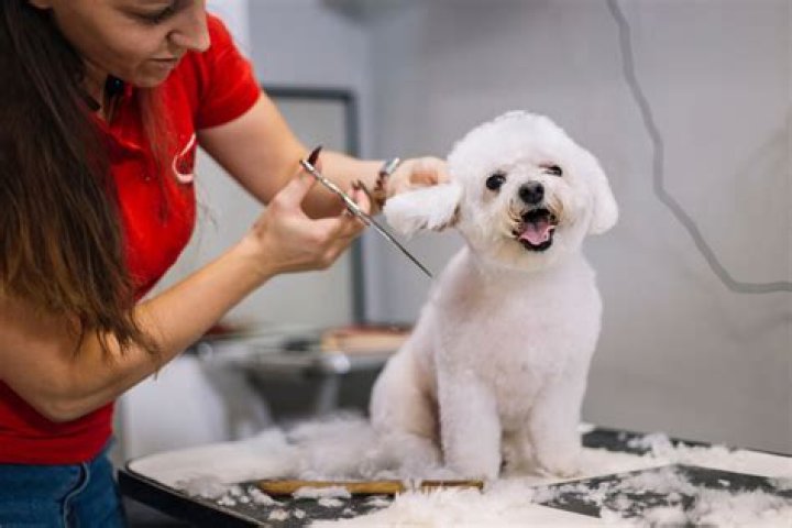 Can dogs get injured during grooming?