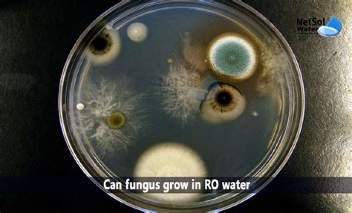 Can fungus be in well water?