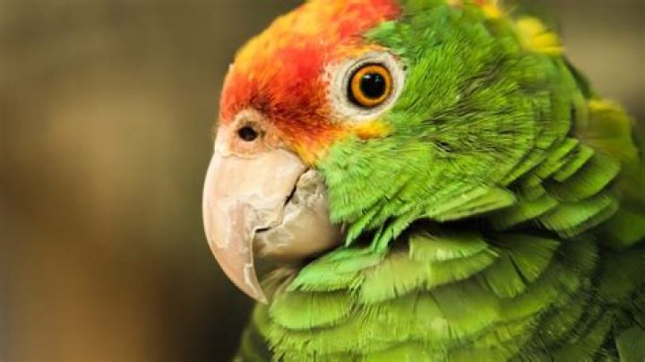 Can I buy an Amazon parrot?