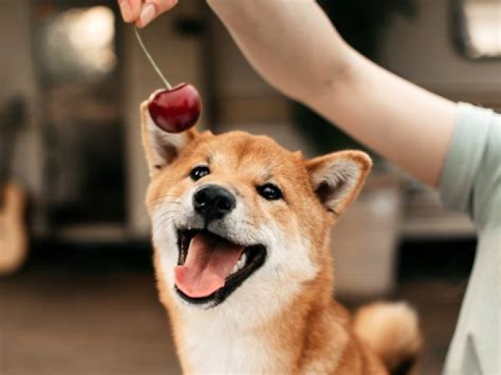 Can I feed my dog banana every day?
