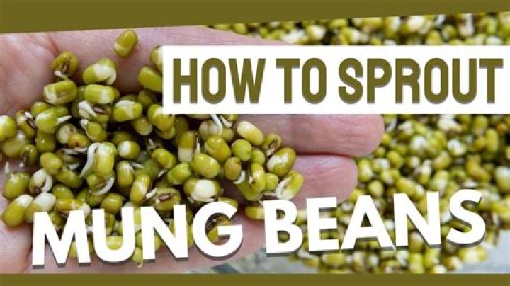 Can sprouted mung beans be cooked?