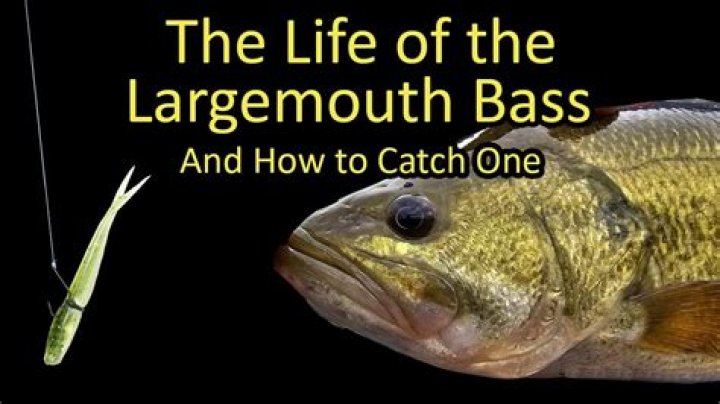 Can you catch largemouth bass in March?