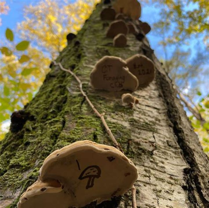 Can you eat a conk mushroom?