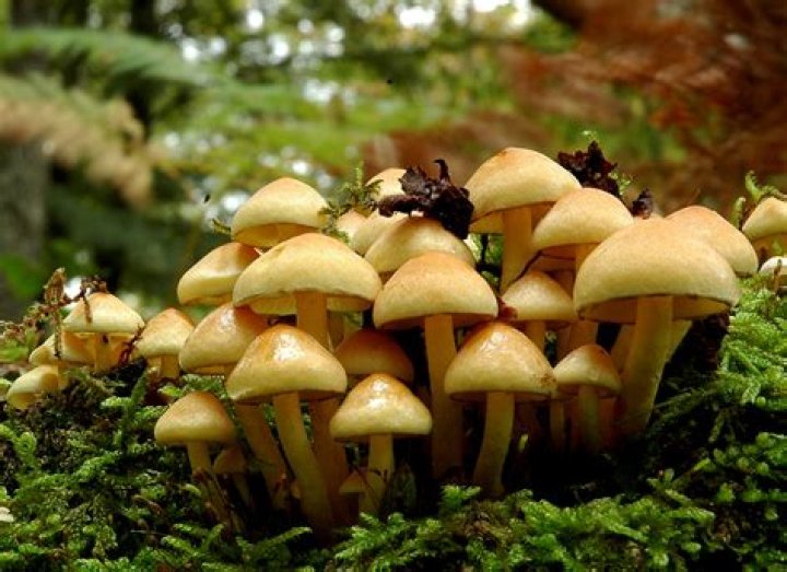 Can you eat hypholoma Fasciculare?