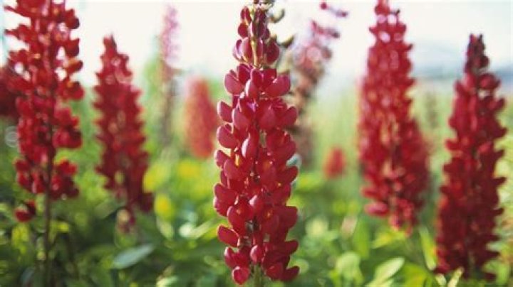 Can you scatter lupine seeds?