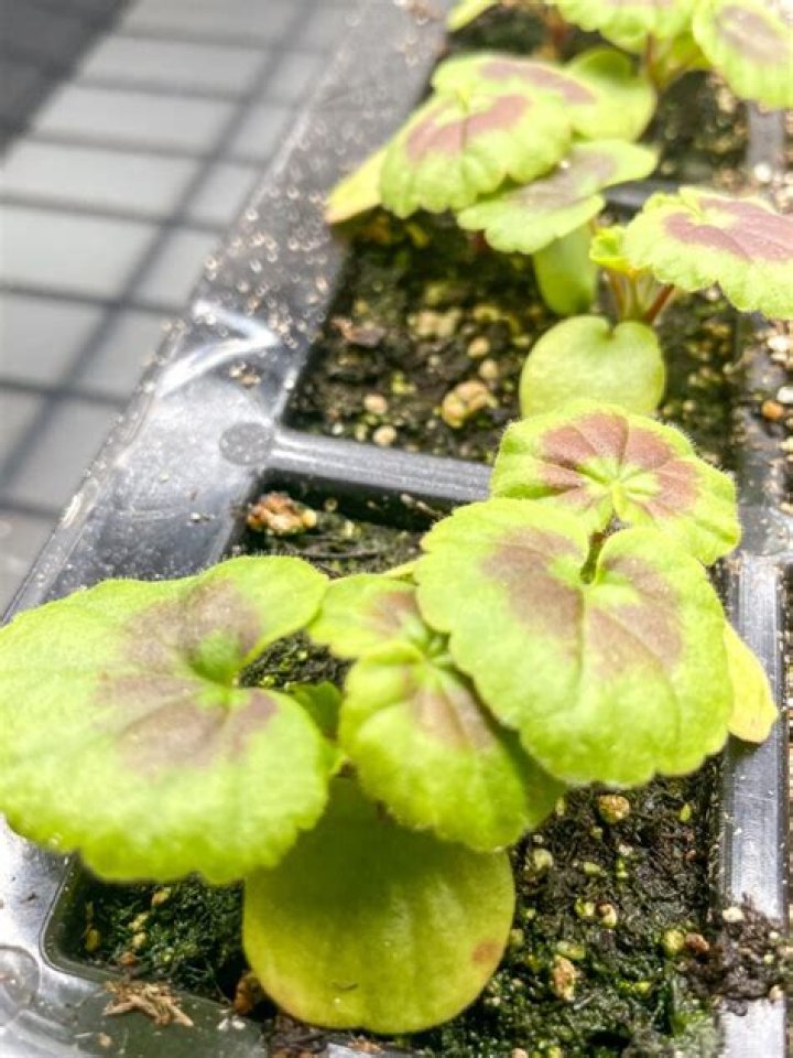 Do geraniums need protection from frost?