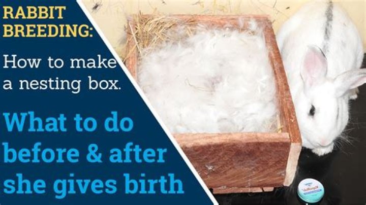 Do pregnant rabbits need a nesting box?