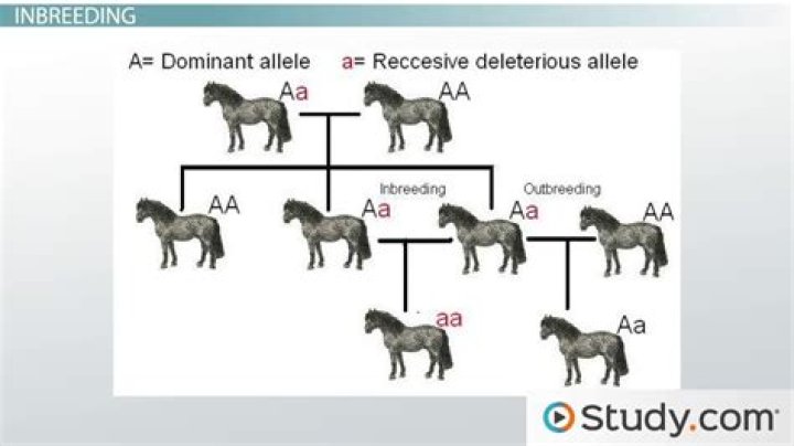 Does inbreeding affect genotype frequency?