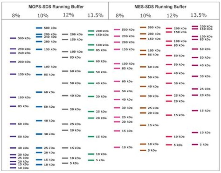Does running buffer have SDS?