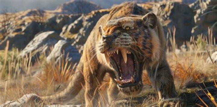 How big can a saber tooth tiger get?