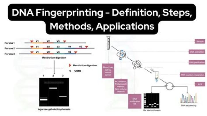How can DNA fingerprinting be used to solve crimes?