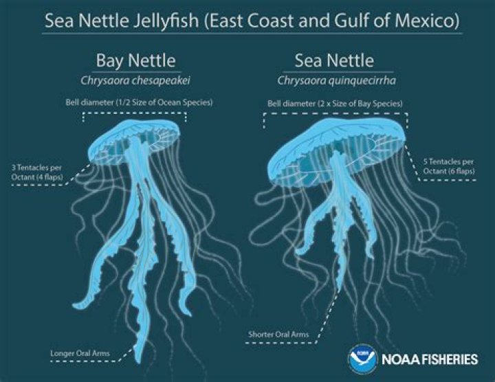 How do black sea nettles reproduce?
