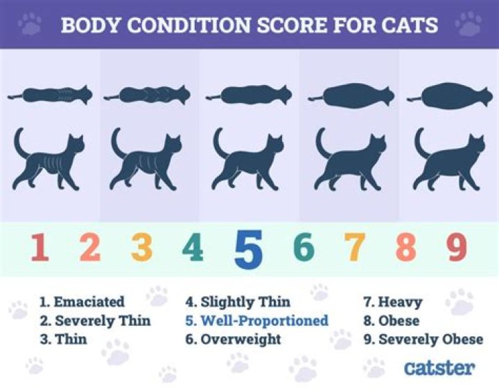 How do I get my cat to be more social?