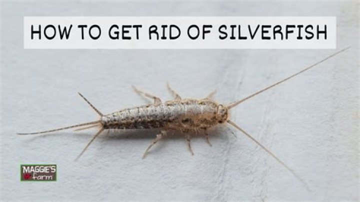 How do I get rid of silverfish larvae?