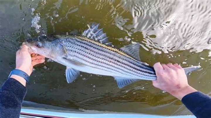 How do you catch striped bass in Montauk?