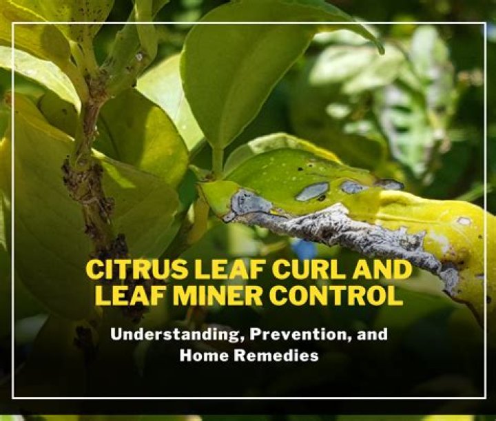 How do you control leaf miners on citrus trees?