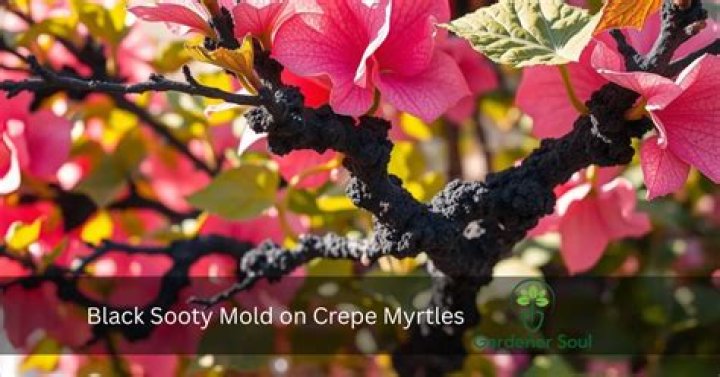 How do you get rid of black mold on crepe myrtles?