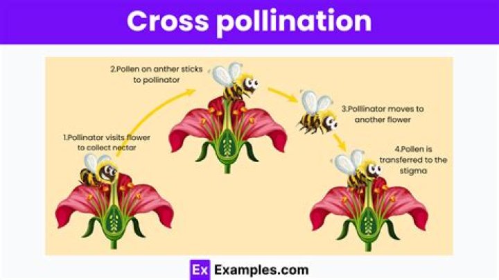 How do you keep corn from cross pollinating?
