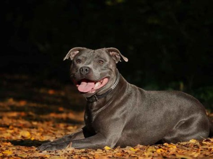How do you take care of a American Staffordshire terrier puppy?