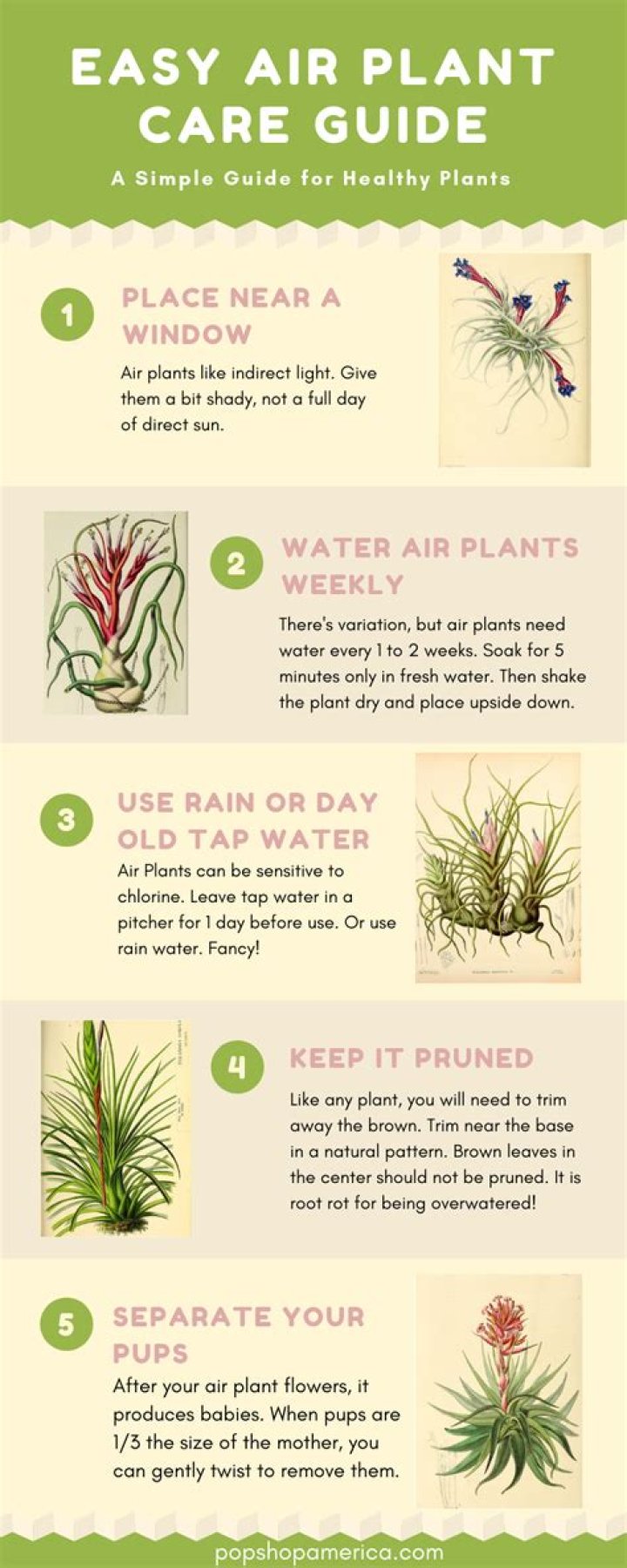 How do you take care of a tabasco plant?