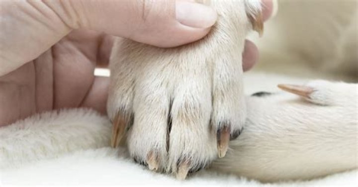How do you treat an infected dog nail?