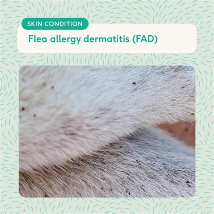 How do you treat flea allergy dermatitis in dogs naturally?