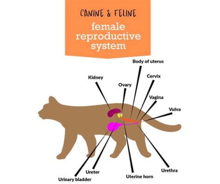 How does a female cats reproductive system work?