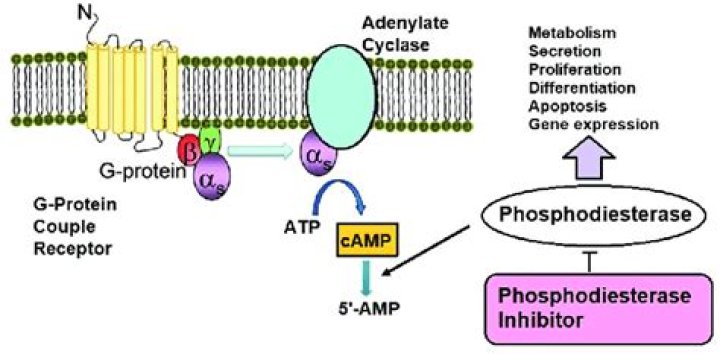 How does adenylate kinase make ATP?