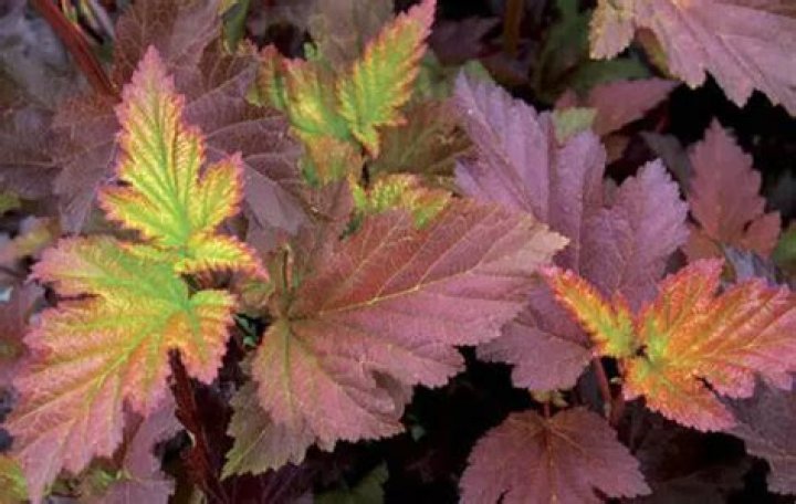 How fast does Center Glow ninebark grow?