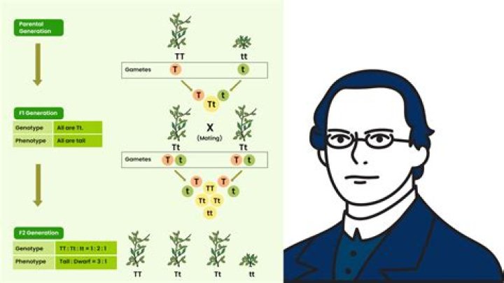 How Gregor Mendel discovered genetics?