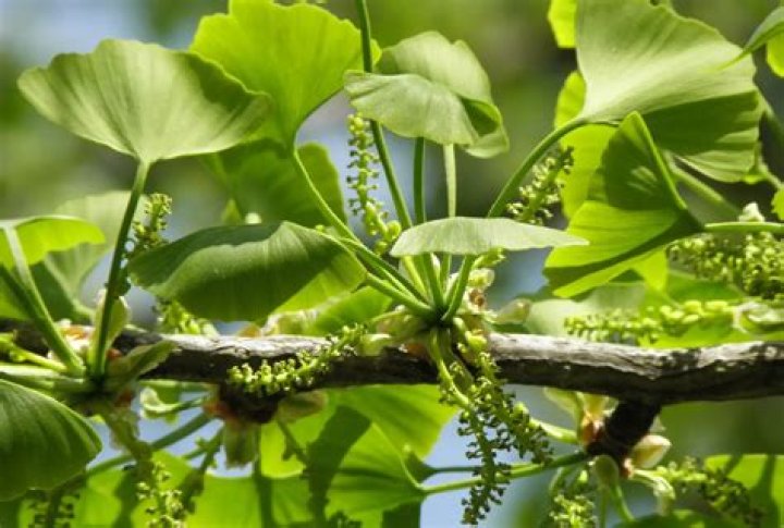 How long does it take for ginkgo biloba to start working?