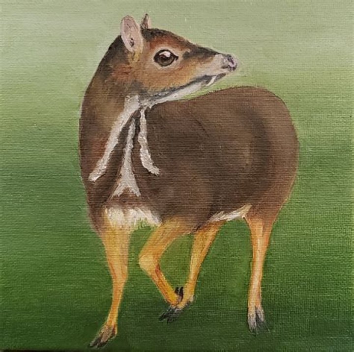 How many Balabac mouse deer are left?