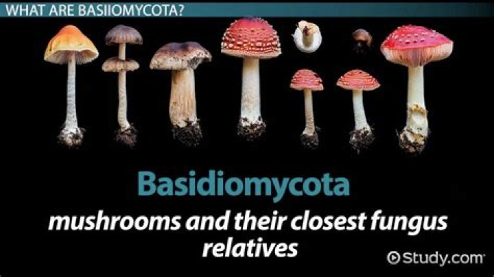 How many species are in the phylum Basidiomycota?