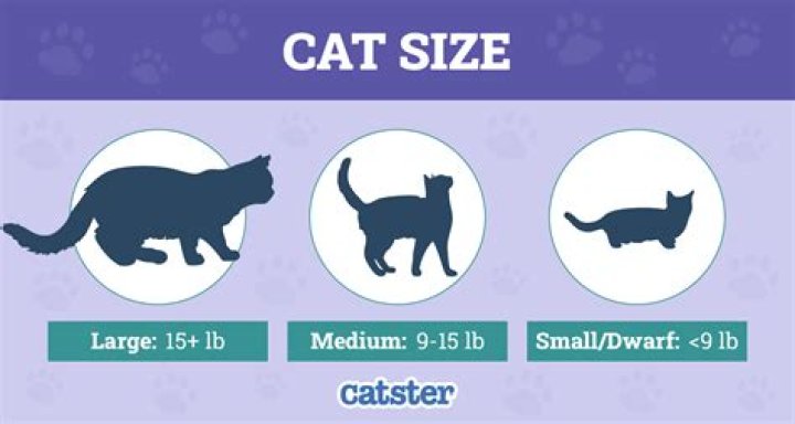 How much does a CAT 304 weight?