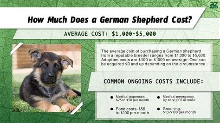 How much does a German Shepherd cost in Michigan?