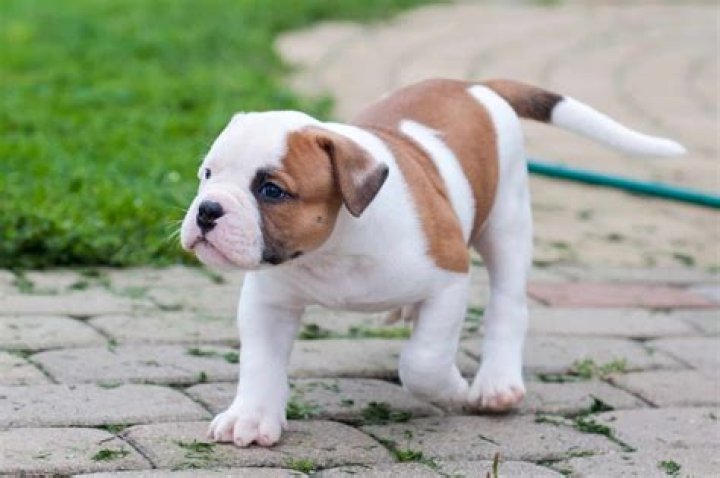 How much does a puppy American bulldog cost?