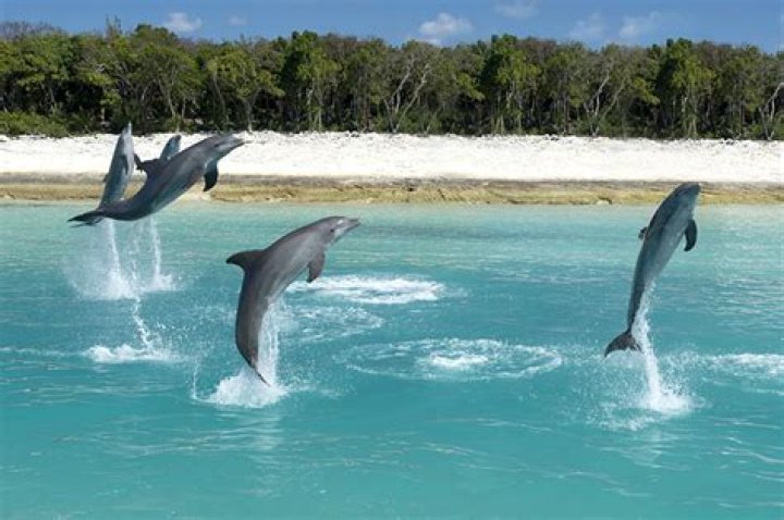 How much does it cost to swim with dolphins in the Bahamas?