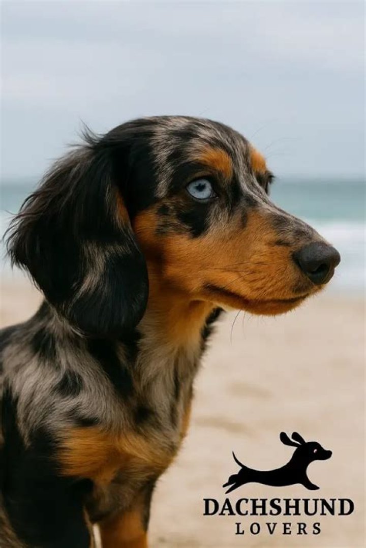 How much is a double dapple Dachshund?