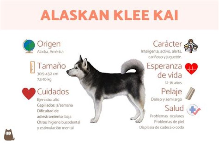 How much is a Klee Kai Husky?
