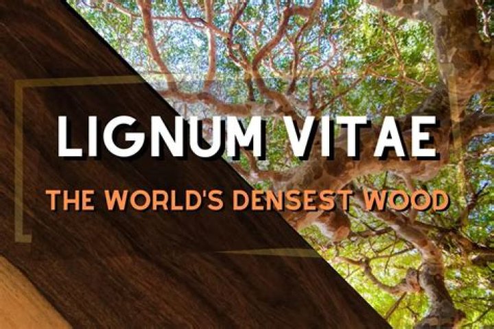 How strong is lignum vitae?