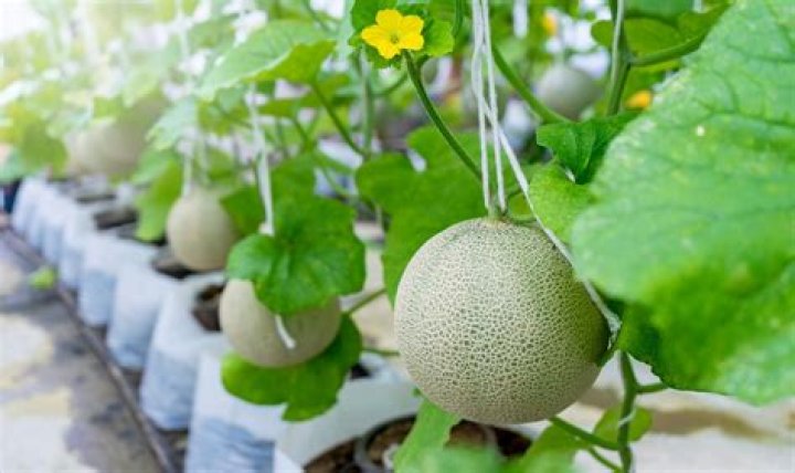 How to grow Oka melon?